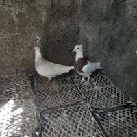 طوقی کبوتر رنگه