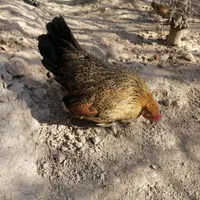 تخم مرغ نطفه دار گلین|حیوانات مزرعه|اصفهان, ملکشهر|دیوار