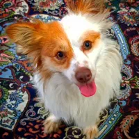 سگ اشپیتز روباهی