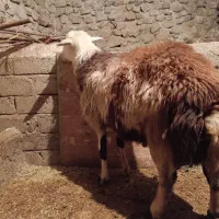 قوچ پلنگی|حیوانات مزرعه|صحنه, |دیوار