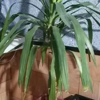 گل های شاداب و زیبا|گل و گیاه طبیعی|شیراز, رکن‌آباد|دیوار