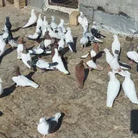 ۵۲ عدد پرشتی