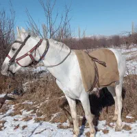 اسب|اسب و تجهیزات اسبسواری|ارومیه, |دیوار