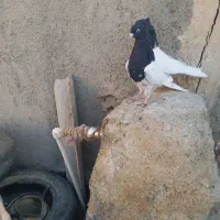 کله سیاه کاکل میخ