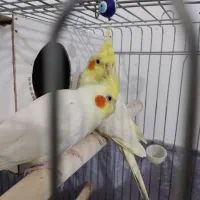 طوطی عروس مولد