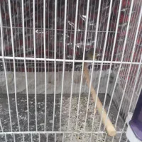 قناری نر و ماده|پرنده|نیشابور, منظر|دیوار