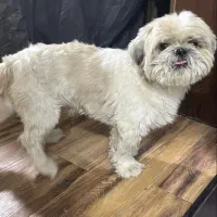 واگذاری سگ رایگان