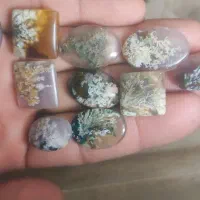 ۵۰عدد شجر پاییزه و بهاره و هفترنگ|جواهرات|شیراز, شهرک بهار|دیوار