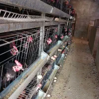 قفس مرغ تخم گذار|لوازم جانبی حیوانات|صالح آباد, |دیوار