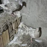 کبوتر جفتگاه|پرنده|مشهد, شهرک مهرگان|دیوار