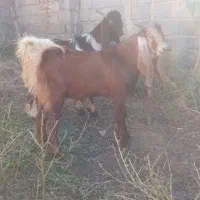 مشتری هستی تماس بگیر|حیوانات مزرعه|رامیان, |دیوار