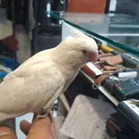 طوطی عروس هلندی البینو