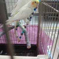 سخنگو رخ به رخ|پرنده|شاهدشهر, |دیوار