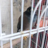 عروس هلندی و مینا|پرنده|گلبهار, شهر جدید گلبهار|دیوار