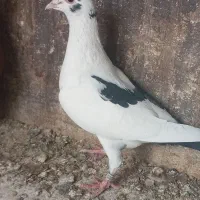 ماده پلنگ|پرنده|تربت‌حیدریه, باغ سلطانی|دیوار