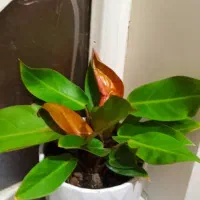 فروش گل....|گل و گیاه طبیعی|فولادشهر, C5|دیوار