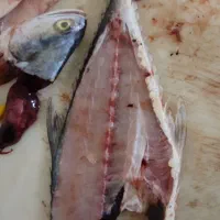 نخاله(اشغال گوشت) ماهی دریایی