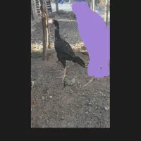 جوجه اوشامو|حیوانات مزرعه|اردبیل, |دیوار