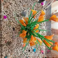 اکواریوم|ماهیگیری|تبریز, |دیوار