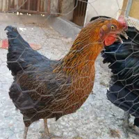 مرغ محلی تخم گذار