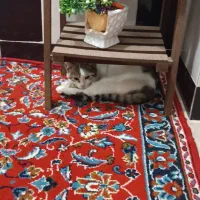 توله گربه DHS