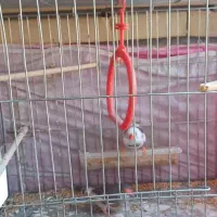 پرنده|پرنده|فردیس, فردیس|دیوار