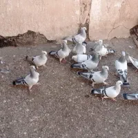 کبوتر نقره ای نوک ریز کاکلی|پرنده|قم, یزدان‌شهر|دیوار