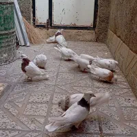 کبوتر طوقی بی ایراد