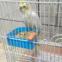 عروس هلندی