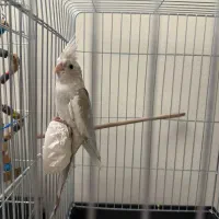 جوجه عروس هلندی آلبینو ابلغ|پرنده|تهران, هفت چنار|دیوار