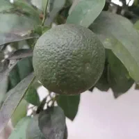 فروش پرتغال تامسان وخونی موجوده قیمت 30|حراج|عباسآباد, |دیوار