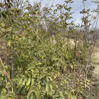 ریشه درخت گردو پیوندی|خدمات باغبانی و درختکاری|بانه, |دیوار