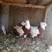 کفتر طوقی|پرنده|تربت‌حیدریه, ۴۵ متری|دیوار