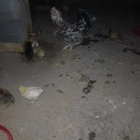 جوجه مرغ و خروس یک ماه ودو