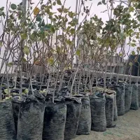 نهالستان|گل و گیاه طبیعی|شیراز, اصلاح‌نژاد|دیوار