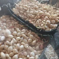 پیاز غده ای|عمده‌فروشی|جیرفت, |دیوار