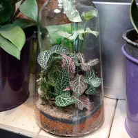 انواع تراریوم/شیشه ای/گل آپارتمانی/تراریوم شیشه ای|گل و گیاه طبیعی|فردیس, فردیس|دیوار