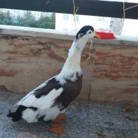 اردک
