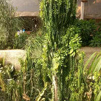 گل و کاکتوس|گل و گیاه طبیعی|چهاردانگه (تهران), |دیوار