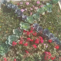 انجام کلیه خدمات باغبانی|خدمات باغبانی و درختکاری|بندر ماهشهر, |دیوار