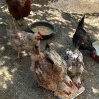6عدد مرغ تخم گذار به فروش میرسد