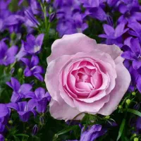 اسپری تعلیق. سرملینا