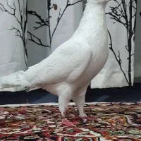 کبوتر معاوضه سسلی و...