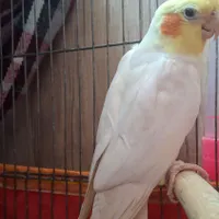 جفت عروس هلندی