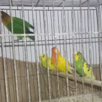 فروش دوجفت مرغ عشق و دوعدد فیشر|پرنده|رشت, جماران|دیوار