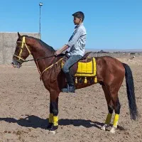 نریان ترکمن|اسب و تجهیزات اسب‌سواری|گنبد کاووس, |دیوار