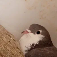 کفتر قیمت مفت