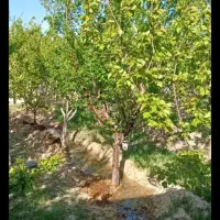 فروش-باغ-دراورین-صباشهر