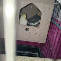 جفت عروس هلندی با تخم وجوجه سخنگو