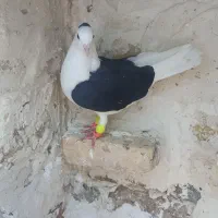 پشت سیاه ماده